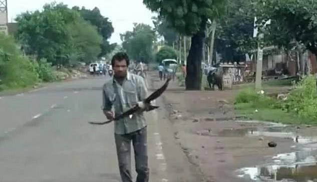 男子遭烏鴉追3年 男子希望時(shí)間能夠沖淡仇恨讓烏鴉們原諒他