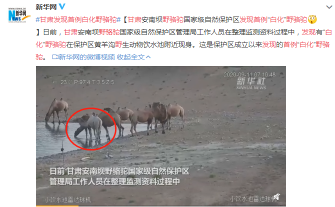 甘肅發現首例白化野駱駝 十分罕見